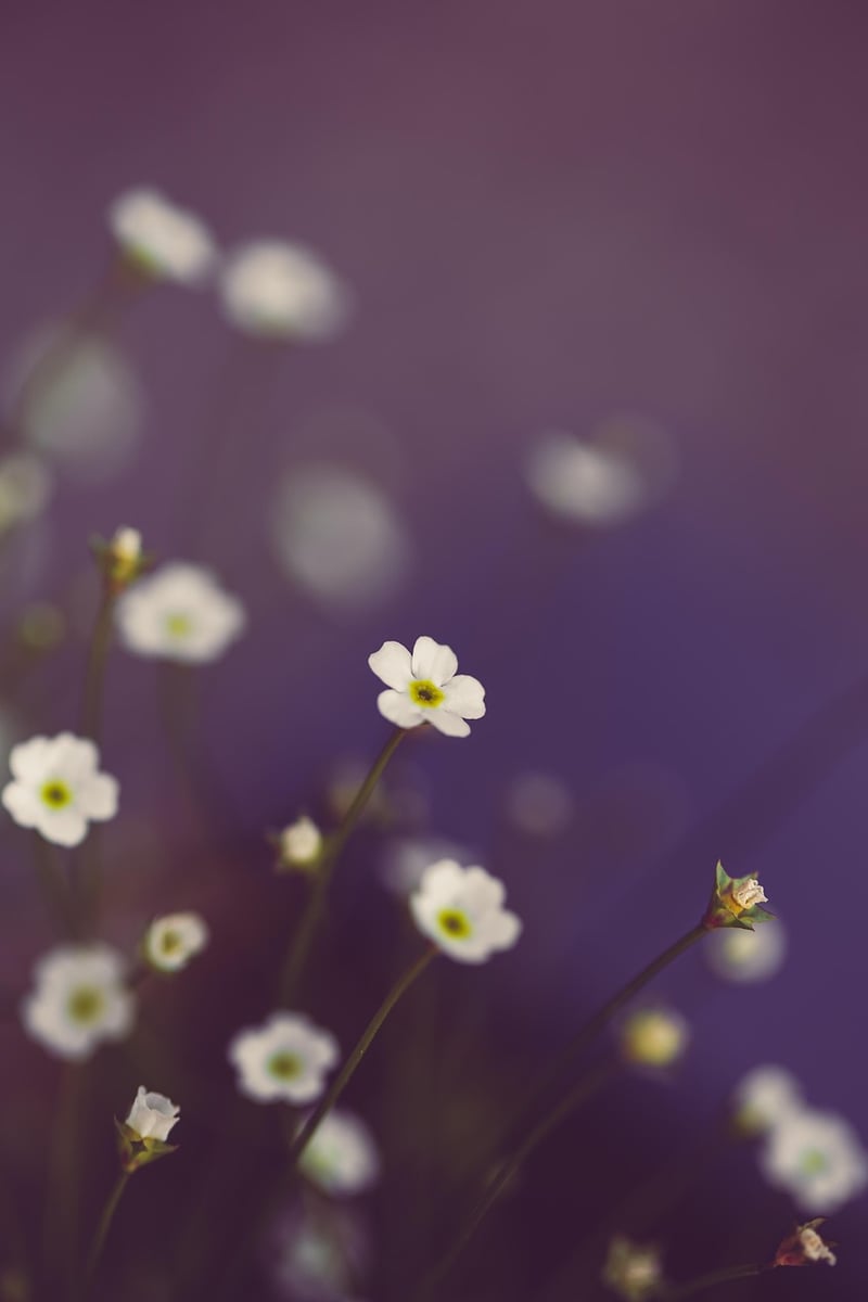 Mystical Garden Greens