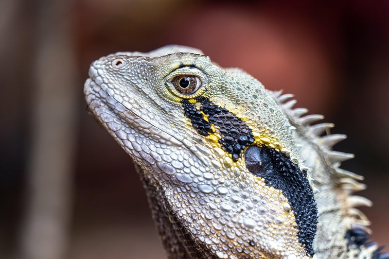 Dragon in a garden